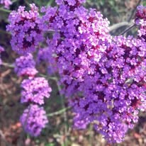 Advent at Solas Bhride