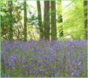 Solas Bhride invites…